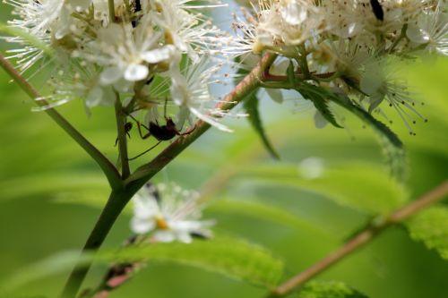 sorbaria romi 13 juin 2012 001 (114).jpg