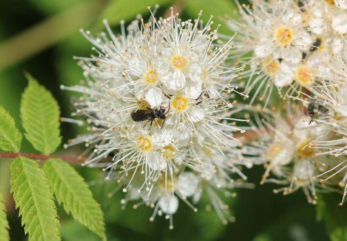 sorbaria romi 13 juin 2012 001 (133).jpg