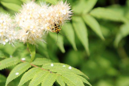 sorbaria romi 13 juin 2012 001 (95).jpg