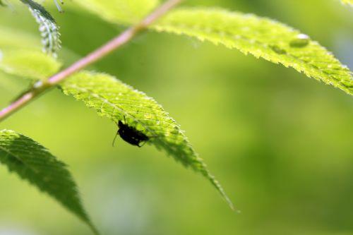 sorbaria z romi 13 juin 2012 001 (104).jpg