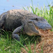 Australie - Des safaris pour tuer des crocodiles?