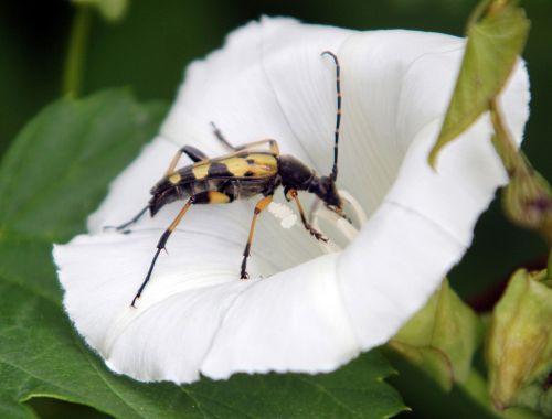 4 ruptela maculata fem romi 5 juin 2011 p 015.jpg