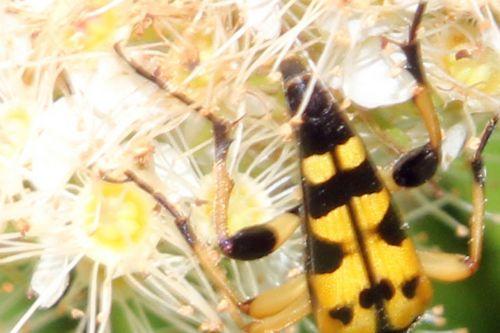 3 ruptela maculata pattes romi 13 juin 2012 (97).jpg