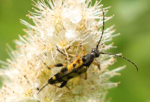 2 ruptela maculata romi 13 juin 2012 001 (100).jpg