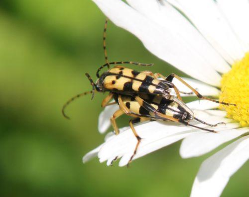 ruptela romi 12 juin 2011 044.jpg