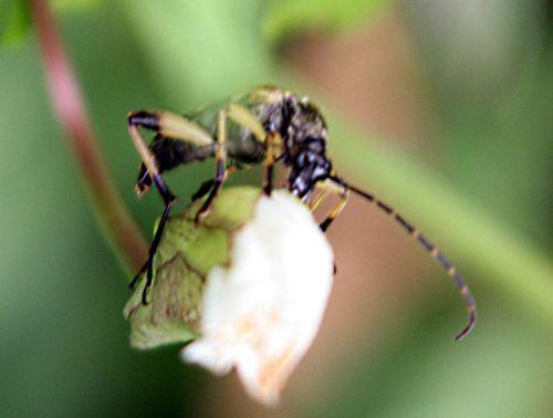 5 ruptela maculata fem romi 5 juin 2011 p 021.jpg