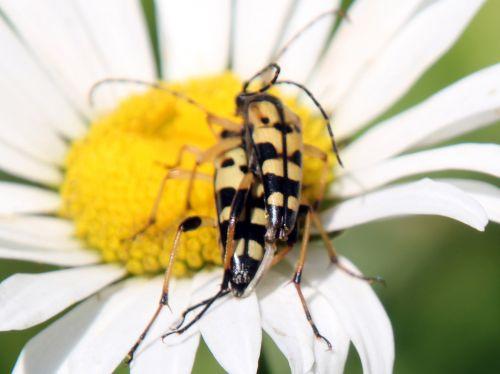 ruptela romi 12 juin 2011 038.jpg