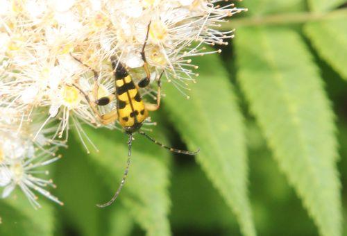 1 ruptela maculata romi 13 juin 2012 001 (97).jpg