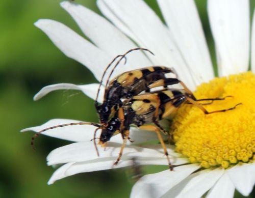 ruptela romi 12 juin 2011 042.jpg