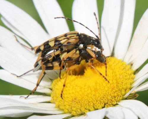 ruptela romi 12 juin 2011 046.jpg