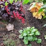 Le jardinage facile : les heuchères