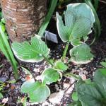 Le jardinage facile : les heuchères