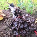 Le jardinage facile : les heuchères