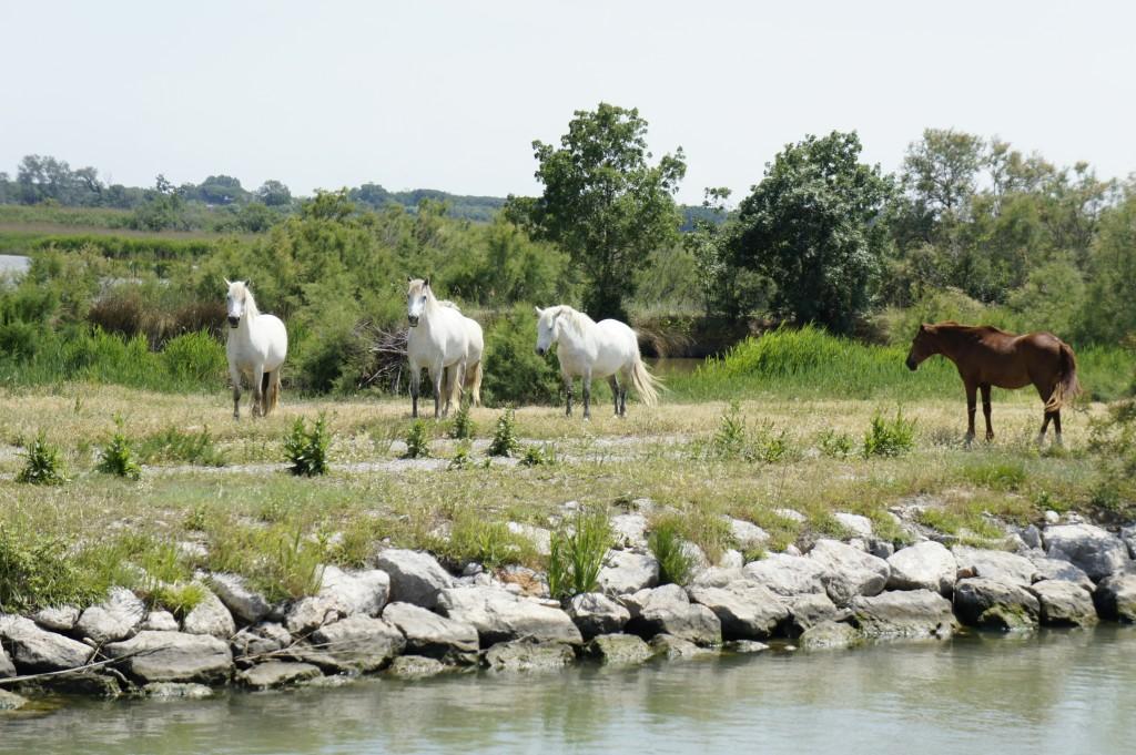 Saint Gilles – Beaucaire: récit d’un week end en péniche