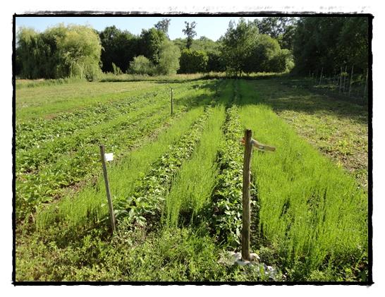Les pommes de terre à la motte, 14 juin 2012