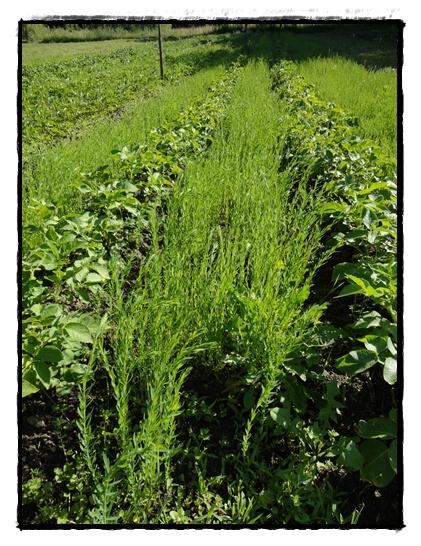 Les pommes de terre à la motte, 14 juin 2012