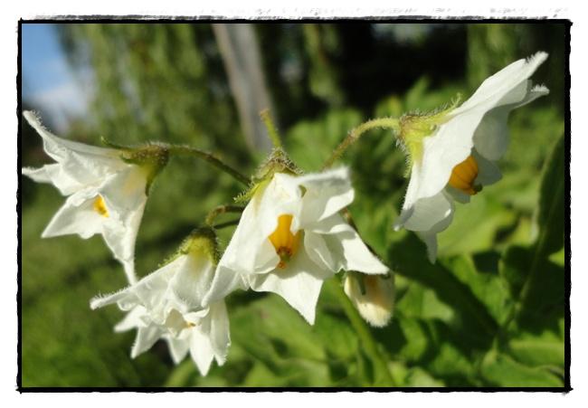 Les pommes de terre à la motte, 14 juin 2012