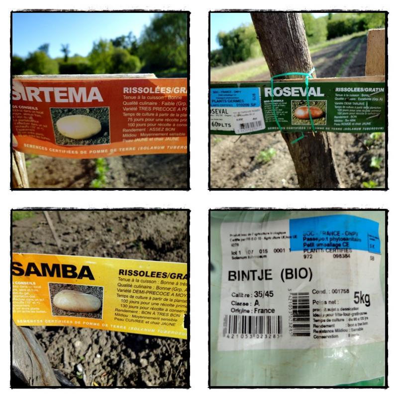 Les pommes de terre à la motte, 14 juin 2012