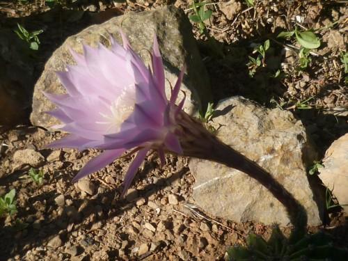 fleurs,paysages,photos,journal intime