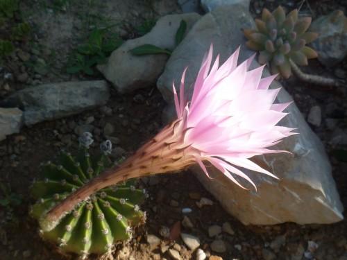 fleurs,paysages,photos,journal intime