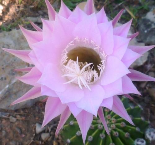 fleurs,paysages,photos,journal intime