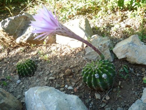 fleurs,paysages,photos,journal intime