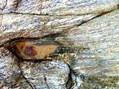 L'oeil Poséidon coquillages autres histoires