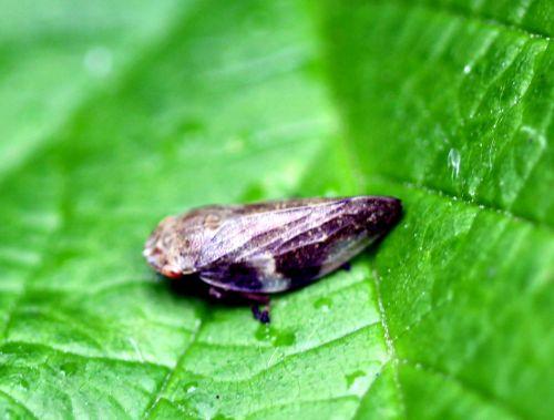 cicadelle romi 4 juin 2012 144.jpg