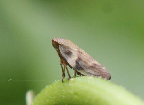 cicadelle romi 4 juin 2012 108.jpg