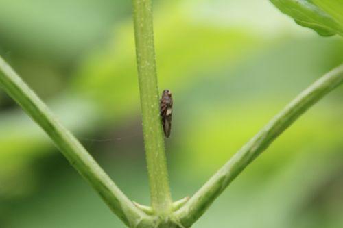 cicadelle 2 romi 4 juin 2012 105.jpg
