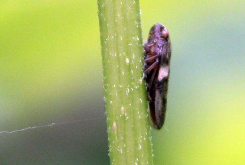 cicadelle romi 4 juin 2012 106.jpg