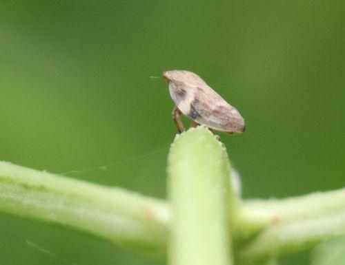 cicadelle 3 romi 4 juin 2012 107.jpg