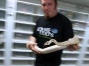 pythons royaux élevés dans sous-sol d’un pavillon banlieue