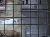 Usine chiots chiens rescapés Montérégie