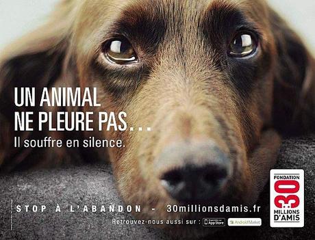 abandon-animaux-campagne-2012.jpg