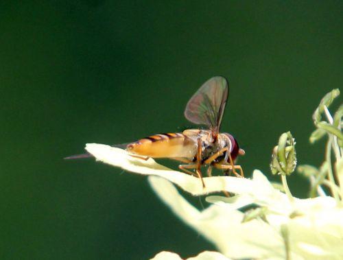3 syrphe romi 17 juin 2012 130.jpg