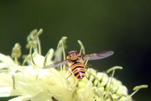 7 syrphe romi 17 juin 2012 124.jpg