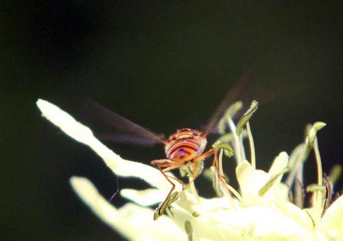 5 syrphe romi 17 juin 2012 128.jpg