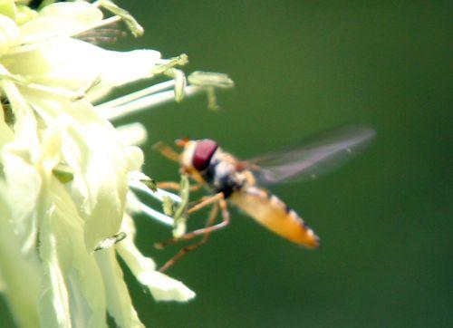 8 syrphe romi 17 juin 2012 120.jpg