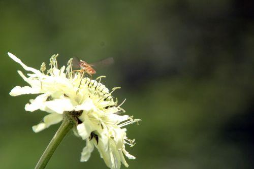 2 cephalaria romi 17 juin 2012 122.jpg