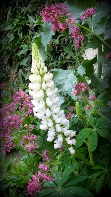 Ouf ! Un week-end à peu près ensoleillé, il était te...