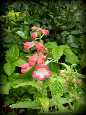 Ouf ! Un week-end à peu près ensoleillé, il était te...