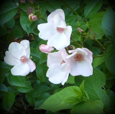 Ouf ! Un week-end à peu près ensoleillé, il était te...