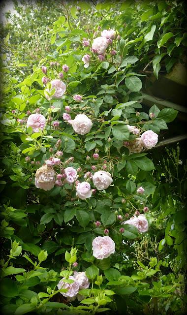 Ouf ! Un week-end à peu près ensoleillé, il était te...