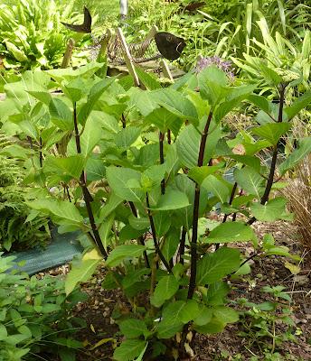 Ouf ! Un week-end à peu près ensoleillé, il était te...