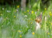 Ecureuil roux surpris dans champ fleuri…