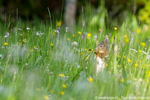 Ecureuil roux surpris dans un champ fleuri…