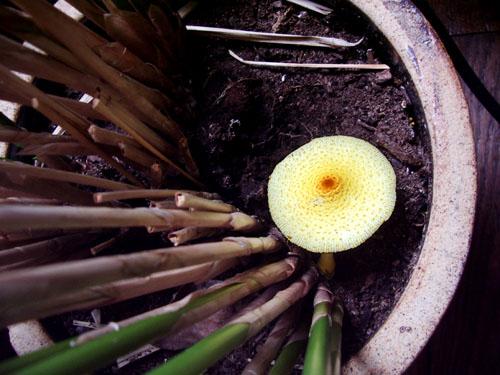 Un champignon dans les plantes Un champignon dans les plantes