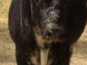 Pamplona dolores aguirre pour fermin