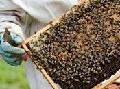 insecticide interdit pour protéger abeilles